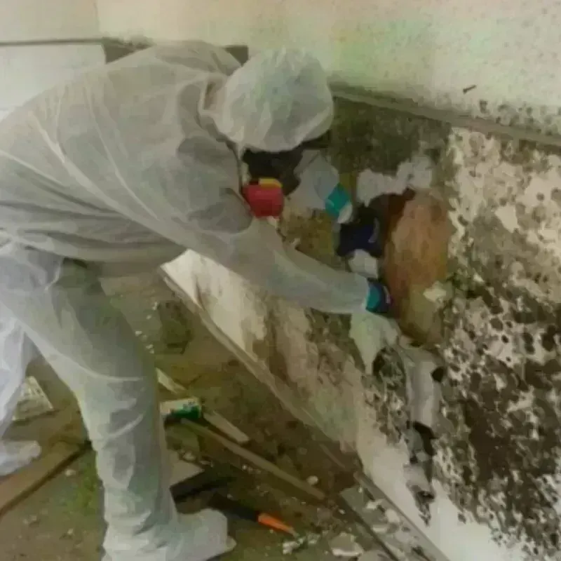 Mold Remediation and Removal in Buxton, NC